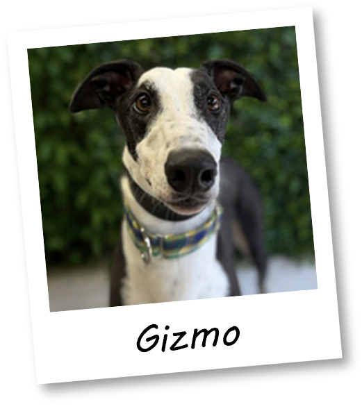 Gizmo