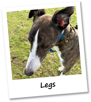 Legs