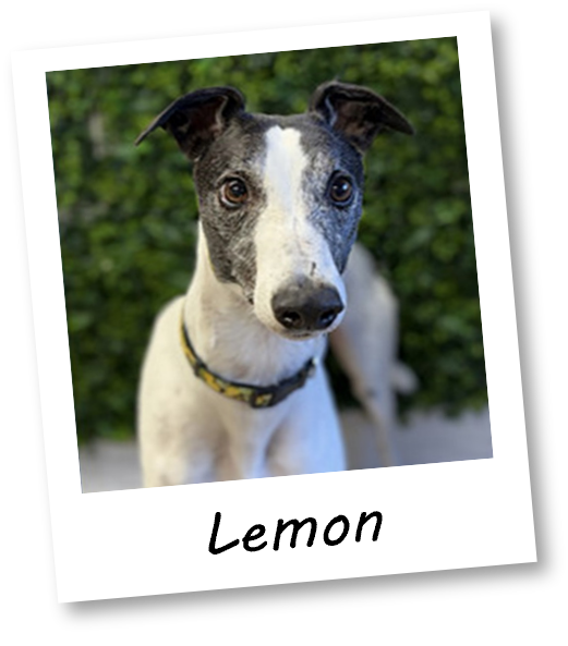 Lemon