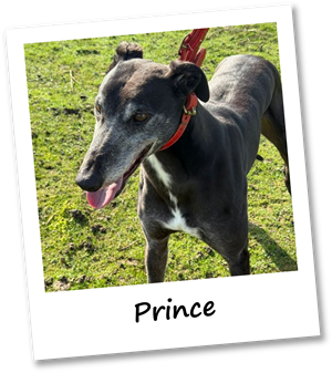Prince