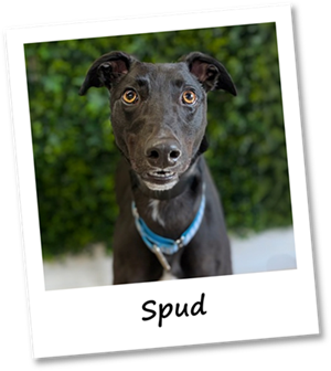 Spud