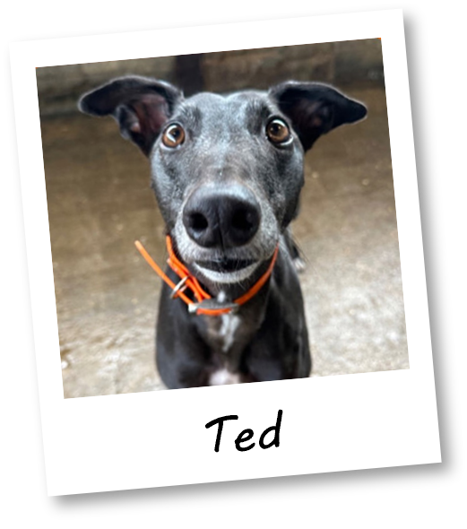 Ted