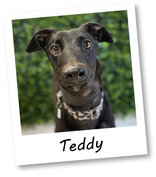 Teddy